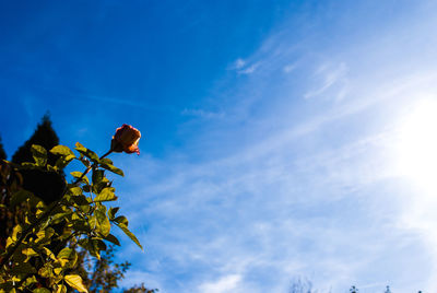 Low angle view of bird perching on tree against sky