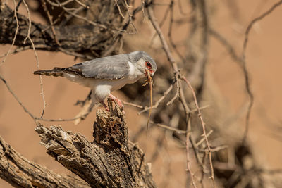 Close-up of bird perching on branch