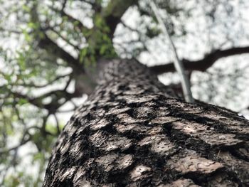 Close-up of tree trunk
