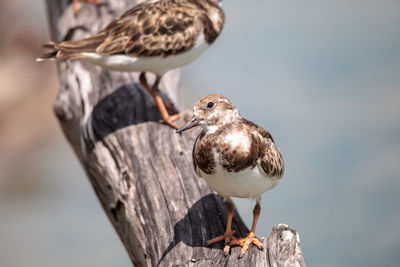 Nesting ruddy turnstone wading bird arenaria interpres along the shoreline of barefoot beach