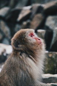 Close-up of a monkey
