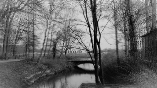 Bare trees by lake in forest