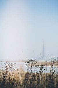 View of plants against sky