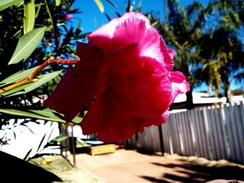 Close-up of pink flowering plant