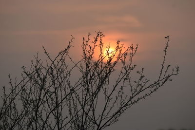 Silhouette plant against sky during sunset