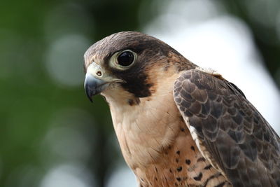 Close-up of a hawk