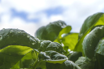 Close-up of fresh green leaves