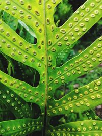 Full frame shot of leaf