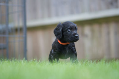 Black dog on grass