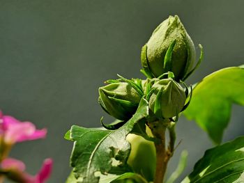 Close-up of fresh red rose bud