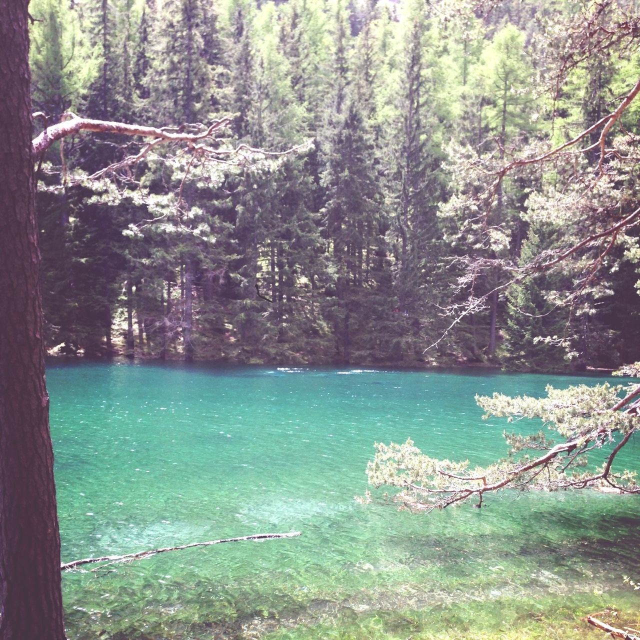 tree, water, tranquility, tranquil scene, beauty in nature, scenics, forest, nature, growth, tree trunk, idyllic, lake, branch, river, day, non-urban scene, green color, outdoors, plant, remote