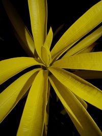 Full frame shot of yellow leaf