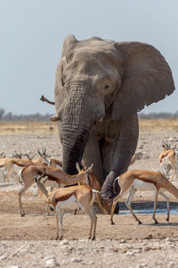 Elephant walking by antelope on landscape