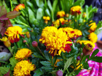 Close-up of yellow flowers