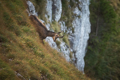 Wild chamois from ceahlau mountains, romania. wildlife photography.