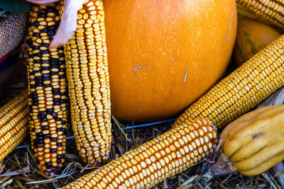 Cropped hand of man holding corn