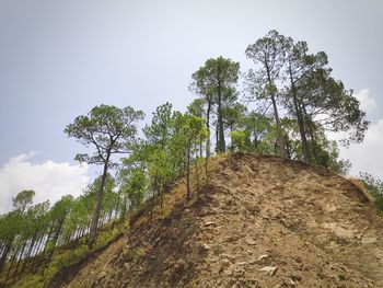 Low angle view of trees against sky