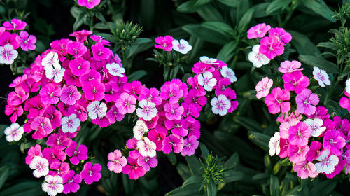 Close-up of pink flowering plants