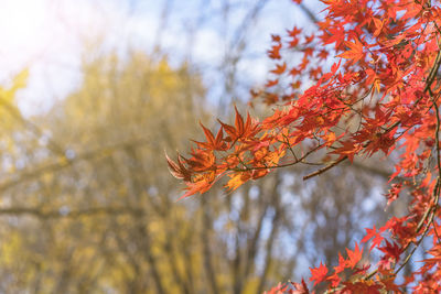 Beautiful autumn colors of japanese maple tree iroha momiji leaves background in yoyogi