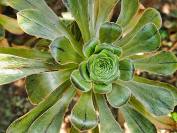 High angle view of succulent plant on field