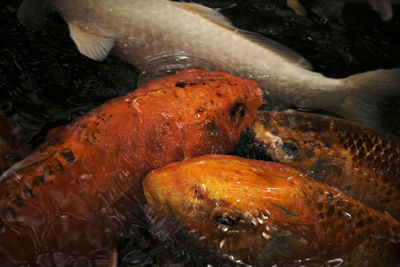 Close-up of fish swimming in water