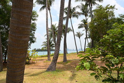 Palm trees on field against sky