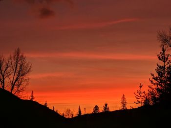 Low angle view of silhouette trees against orange sky