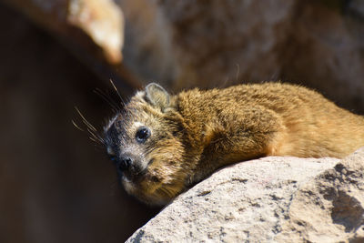 Rock hyrax relaxing on sandstone procavia capensis