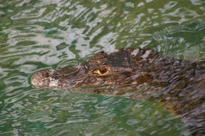 Lizard in a water