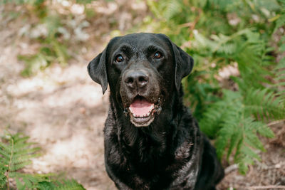 Portrait of beautiful black labrador dog sitting among green fern leaves in footpath in forest.