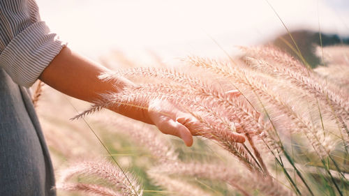 Close-up of hands on field