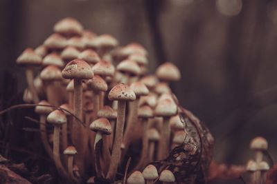 Close-up of mushrooms growing on field