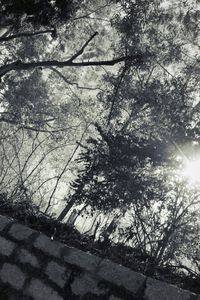 Low angle view of trees against sky