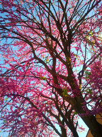 Low angle view of trees against sky