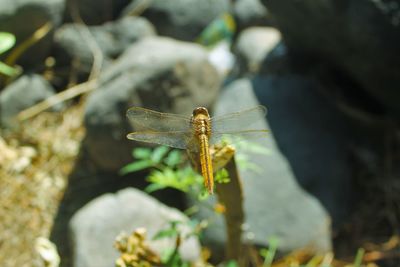 Close-up of dragonfly on rock