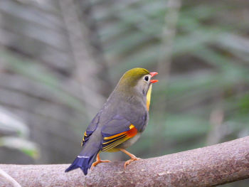 Close-up of bird perching on branch