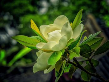 Close-up of white flowers