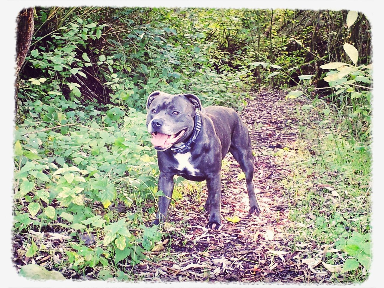 one animal, animal themes, pets, domestic animals, mammal, transfer print, dog, auto post production filter, grass, plant, portrait, looking at camera, full length, standing, growth, field, black color, green color, sitting, front or back yard