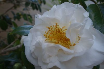 Close-up of white flowers