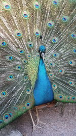 Indian green peafowl, blue peafowl, pavo cristatus, peacocks or peahens fanned out its massive tail.