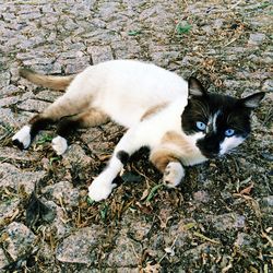 Portrait of cat resting on white surface