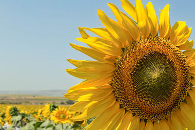 Close-up of sunflower field