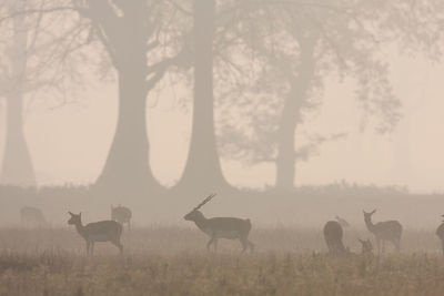 Horses grazing in a field