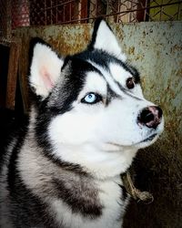 Close-up portrait of dog