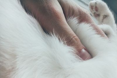 Close-up of cat sleeping