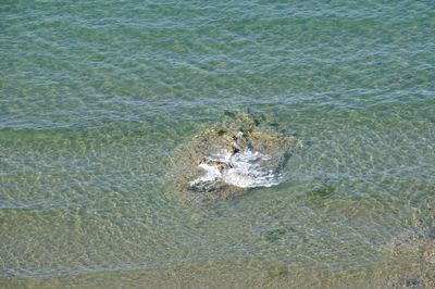 High angle view of turtle swimming in sea