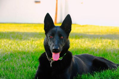 Portrait of black dog on grassy field