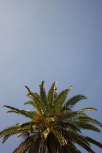 Low angle view of coconut palm tree against clear blue sky