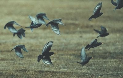 Seagulls flying over field