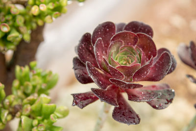 Close-up of purple flowering plant